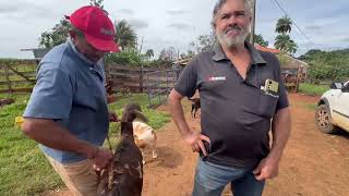 GRANDE PRODUTOR DE CARNEIROS  AQUI DE SP