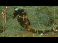 seahorse facts sea horse amazing animals