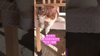 猫湯たんぽ🐈日向にてバッテリー充電中🔋🔌