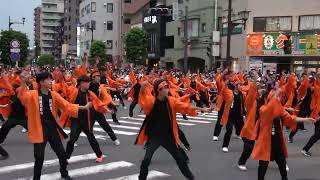 川越高階中学校桜踊華＠2024　川越百万灯夏まつり・OH！通りゃんせ　KAWAGOE