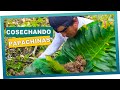 Cosechando  Papachinas en la finca de Don valentin