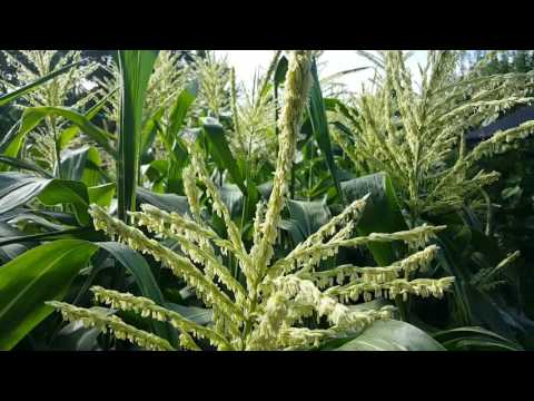 Do Honey Bees Like Corn