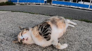 漁港の三毛猫ちゃん、ゴロンゴロン転がって可愛過ぎる