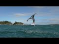 sic maui raptor wing foiling at manly