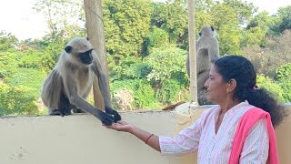 Monkey taking roti from lady | Monkey fell in love with lady