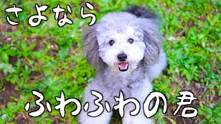 🐶ふわっふわな犬の見納め。スローモーショングリィ。【トイプードルのグリィ】【犬】【dog】【toy poodle】