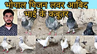 SAHARANPURI GOLDEN BAJRE LALSARE AMBALSARE KABOOTAR FOR SALE AT ABID BHAI's LOFT BHOPAL PIGEON LOVER