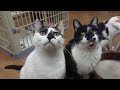 【保護猫】猫好きｻﾝ必見‼️猫猫猫…猫三昧をご堪能ください☺️🙏💕@えんたね