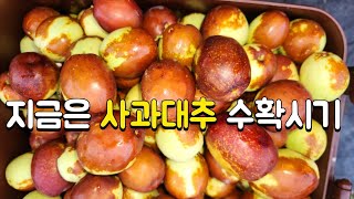 사과대추 수확시기 ➡️이때수확하면 맛과 영양이 최상👍60~70%  붉게 익고 단단해 졌을때 수확적기📍 24년 대추농사 수확량