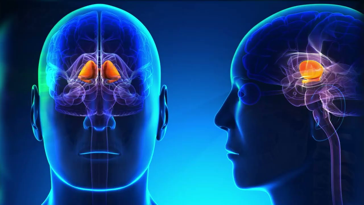 [DIAGRAM] Diagram Of Adhd Brain - MYDIAGRAM.ONLINE