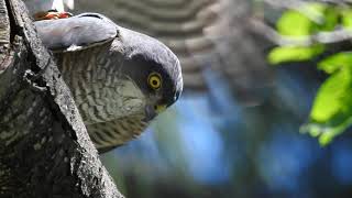 【猛禽類】タカ科ツミの交尾と直後のメスの鳴き声　Japanese Sparrowhawk / Accipiter gularis