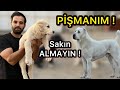 BU KÖPEKLERİ BESLEDİĞİME PİŞMANIM ! Beni İflas ettirdiler !