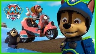 Liberty szuka przyjaciela - Psi Patrol PAW Patrol po polsku