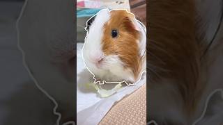 ぴたっとモルパズル 11 Guinea pigs puzzle(Outline trend) #guineapig #tsumugiguineapig