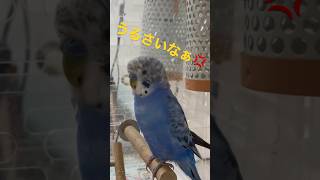 人間みたいに怒るセキセイインコ #インコのいる暮らし #マメルリハインコ #sorts