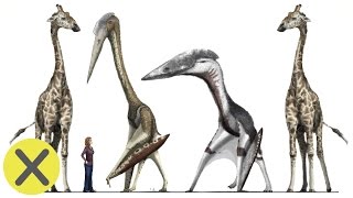 10 Curiosidades de los Dinosaurios