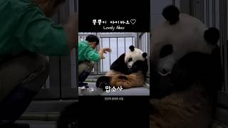 뿡뿡이 아이바오♡ Lovely Aibao #푸바오 #판다 #힐링 #동물 #귀여운  #사랑스러운 #fubao #panda #cute