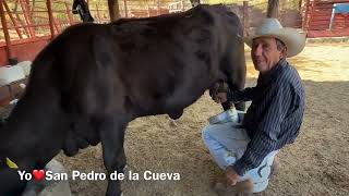 Faviola disfruta ver al Señor Padillas Ordeñando sus vacas para hacer queso