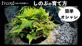 【お手軽インテリアグリーン】しのぶの育て方