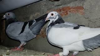 Pair Racing pigeons for sale||#pigeon #andhrapigeon