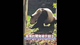 12.1徐奶爸在隔壁院子给和和扫落叶，福宝听到声音被吓到了 #판다 #cute #大熊猫