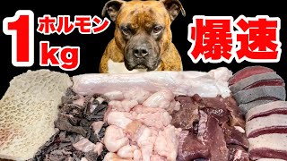 【大食い犬ASMR】主の言うことをまったく聞かずに生肉爆食いする愛犬MUKBANG Dog eats raw meat bones