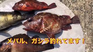 『平磯海釣り公園』メバル・ガシラ好調に！　fishingmax垂水店