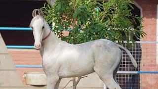 Nukri basheri,,Nukri Filly,, ,@Marwaribest #viralshort #horse #allindiamarwarihorsesocietyaa #