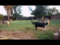 dogs playing outside. guaranteed to make you smile. most watched video. top. let your dog listen