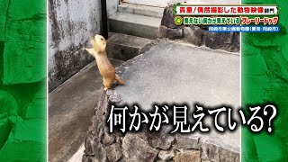 見えない何かが見えているプレーリードッグ［岡崎市東公園動物園］『ZOO-1グランプリ』11/30(火)【TBS】