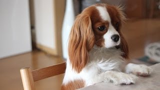 キャバリア　（Cavalier King Charles Spaniel）　ジェイ君のおやつに届かない