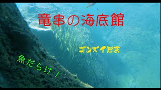 天然ミュージアム足摺海底館は魚がいっぱい！