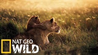 Nat Geo Wild: Смертоносная Африка. | Калахари | 2018 🌿