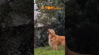 二ヶ月前には緑の葉っぱに未熟な柿。#ゴールデンレトリバー #shorts #goldenretriever #dog #里山