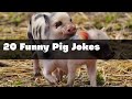 20 Oinkin Best Funny Pig Jokes That Will Make You Squeal With Laughter