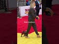 peggy the dog @dogpool walking on the red u0026 yellow carpet for ‘deadpool u0026 wolverine’ premiere peg