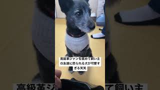 高級革ジャンを舐められて飼い主の友達に怒られる犬が可愛すぎる笑笑#犬  #可愛い