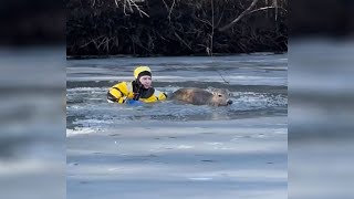 Owatonna firefighter rescues deer trapped in icy water