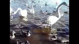 20140102-2大塚池公園のハクチョウ白鳥スワンSWANS