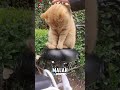 Oyen: Petualangan Jalan-Jalan yang Berakhir di Atas Jok Sepeda 😻 #cat #catlover