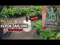 Bibit pisang kepok tanjung kultur jaringan...