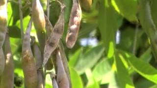 Poisonous Plants 1-2-1 Common Laburnum