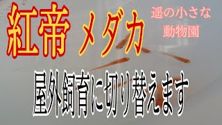 紅帝メダカを屋外飼育に切り替えます【メダカ】