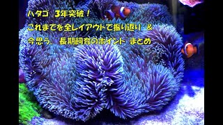 ハタゴイソギンチャク飼育３年突破！【海水魚水槽】【イソギンチャク】