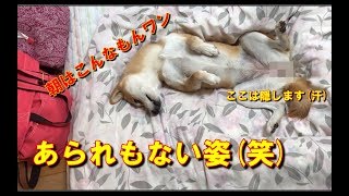 柴犬ハナに朝からハイテンションでおはよう！ -- shiba 「good morning」