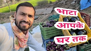 भाटा की खेती!! भिलाई सब्जी मंडी!! CG KALAKAR GITESH!! CG VLOG VIDEOS