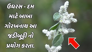 ઉધરસ દમ માટે બાબા ગોરખનાથ નો શ્રેષ્ઠ પ્રયોગ || cold and cough fast treatment 2021