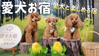 【愛犬お宿  伊豆高原】施設\u0026サービズ充実！愛犬に優しすぎるお宿へ行ってきました！