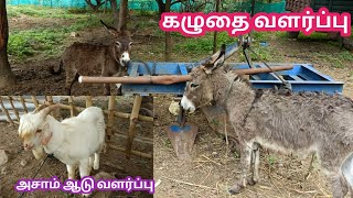 கழுதை பண்ணை | கழுதை வளர்ப்பு | donkey farm | kalnadai tholan | donkey farm tamilnadu | கழுதை