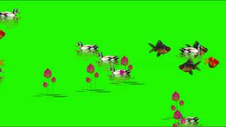GREEN SCREEN FISHES